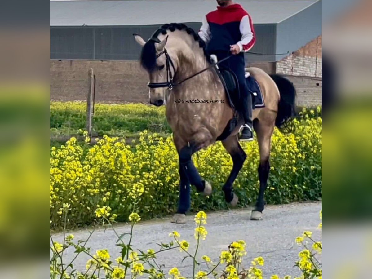 PRE Croisé Étalon 6 Ans 163 cm Buckskin in Sevilla