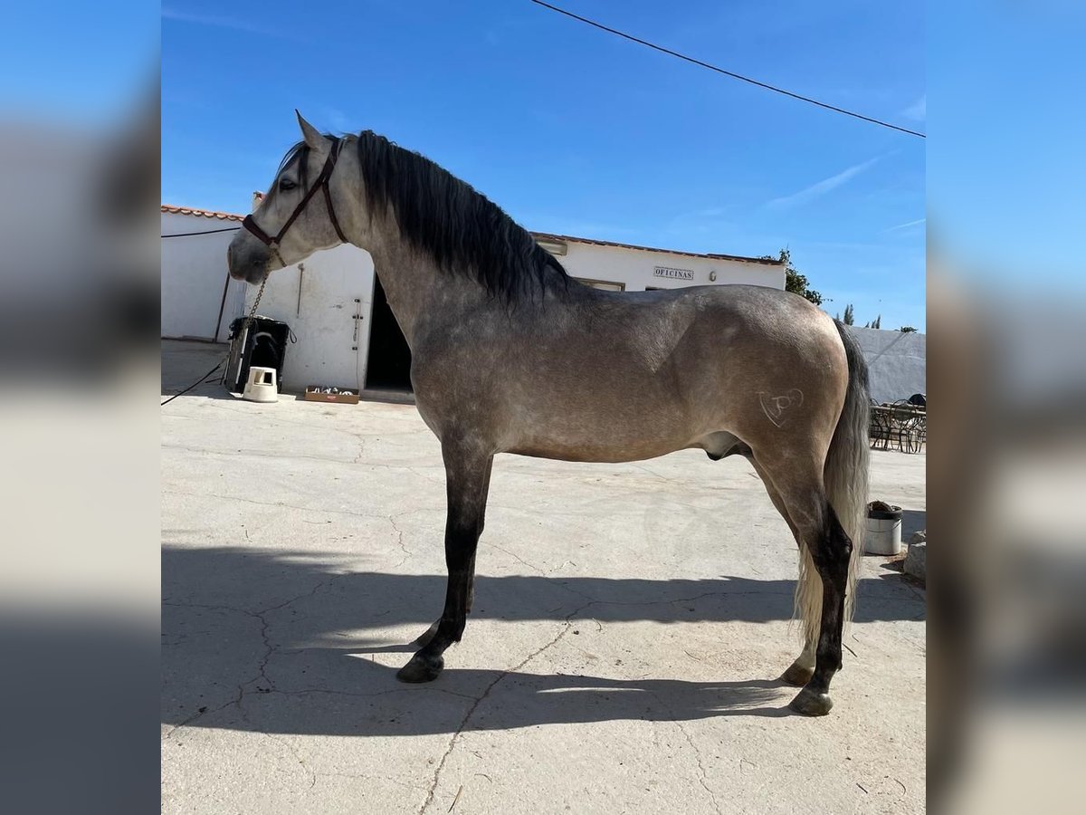 PRE Étalon 6 Ans 163 cm Gris in Agost