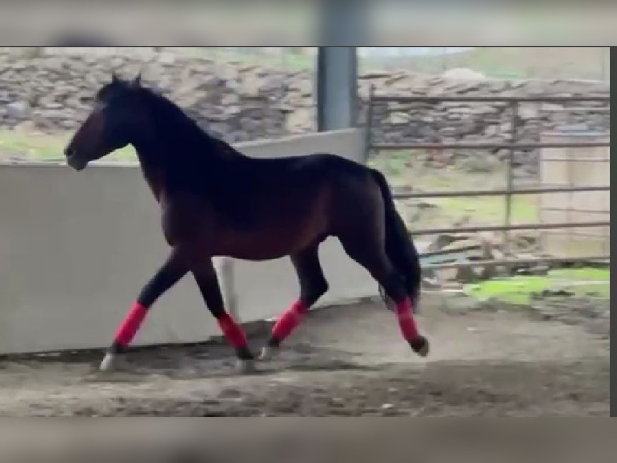 PRE Étalon 6 Ans 164 cm Bai cerise in Caceres