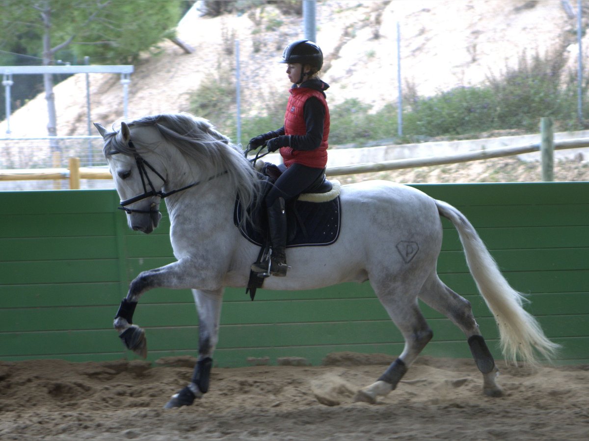 PRE Étalon 6 Ans 164 cm Gris pommelé in Sagunt/Sagunto