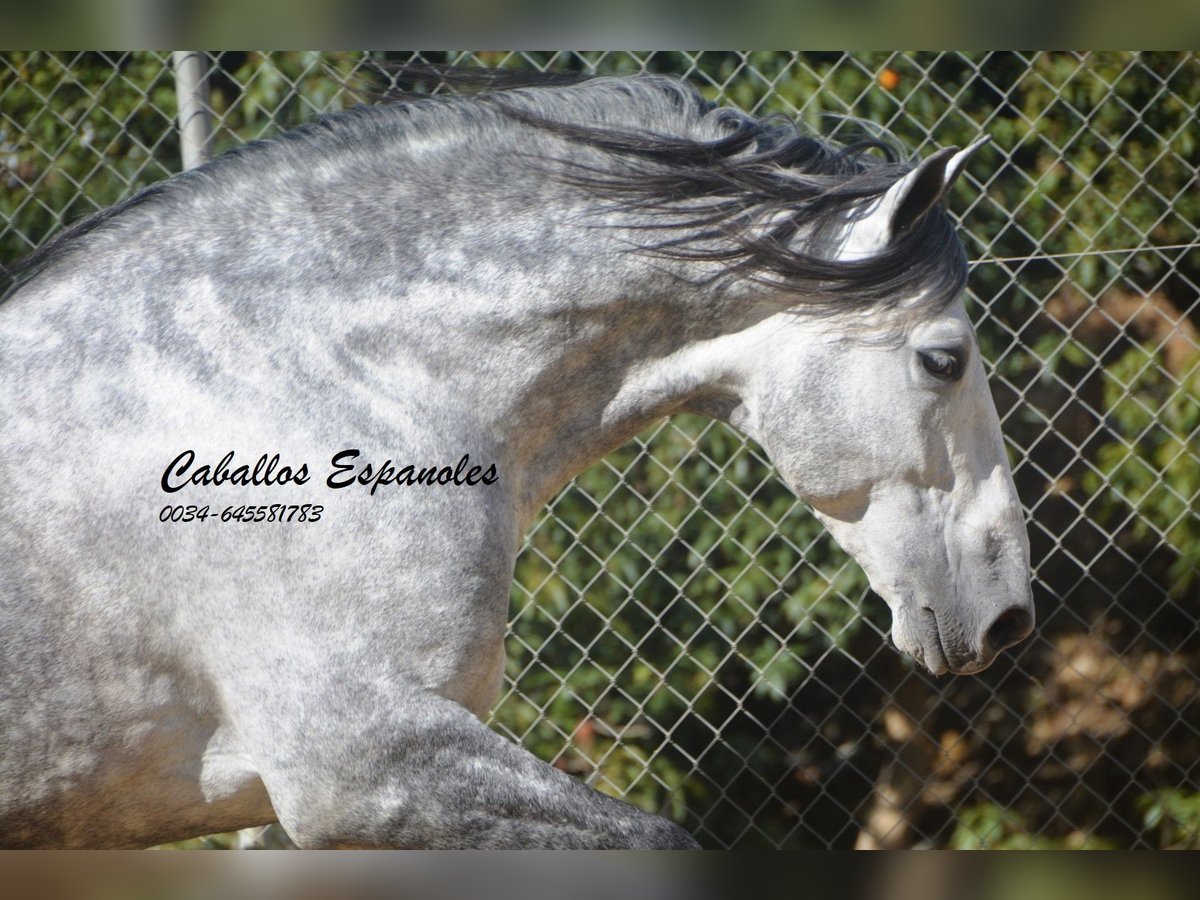 PRE Étalon 6 Ans 164 cm Gris pommelé in Veje de la Frontera