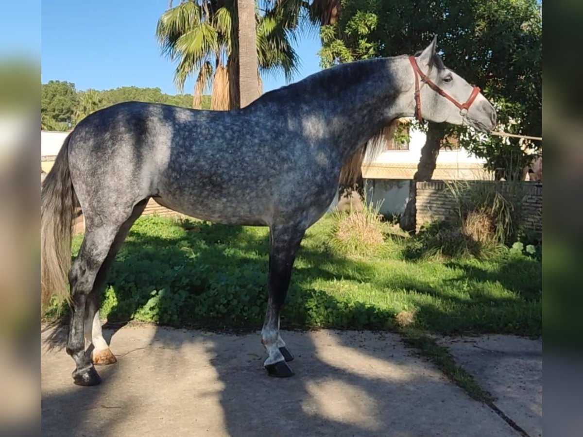 PRE Croisé Étalon 6 Ans 164 cm Gris pommelé in Martfeld