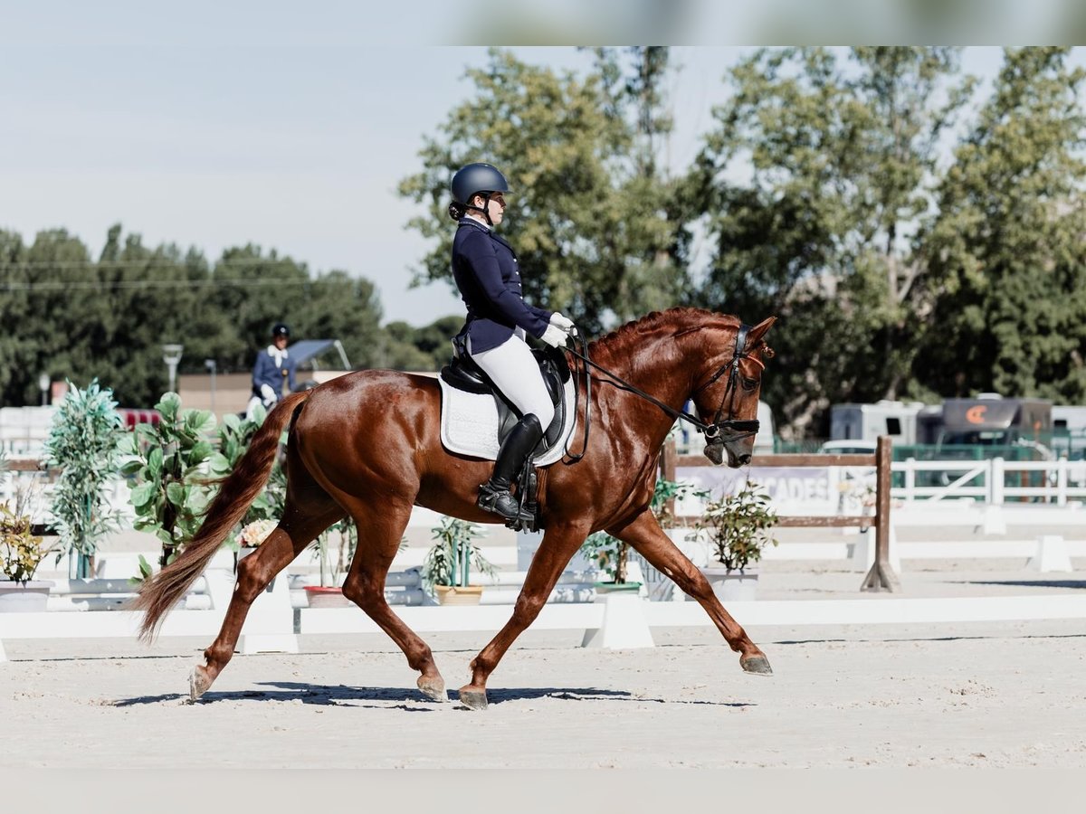 PRE Étalon 6 Ans 165 cm Alezan in Madrid