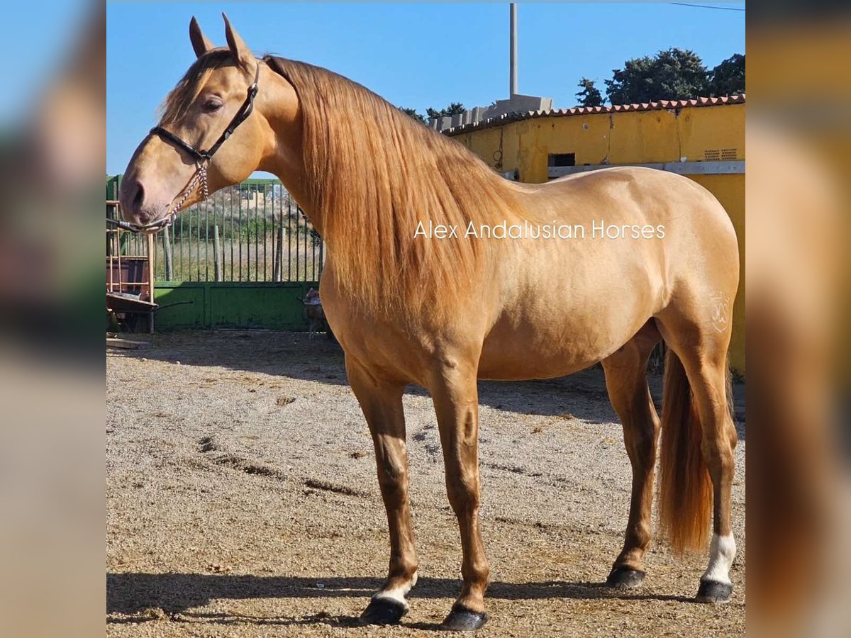 PRE Croisé Étalon 6 Ans 165 cm Champagne in Sevilla