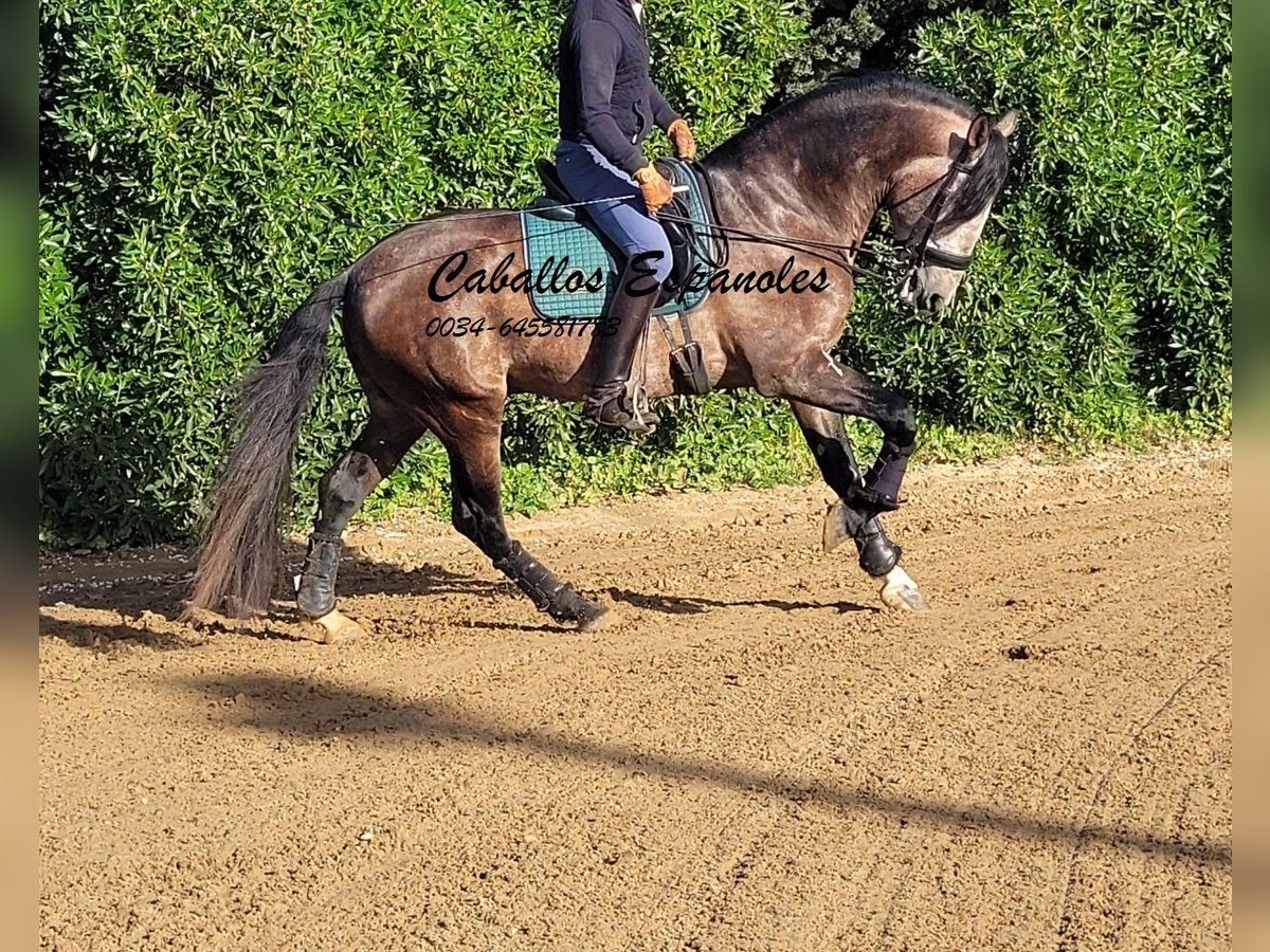 PRE Croisé Étalon 6 Ans 165 cm Gris (bai-dun) in Vejer de la Frontera