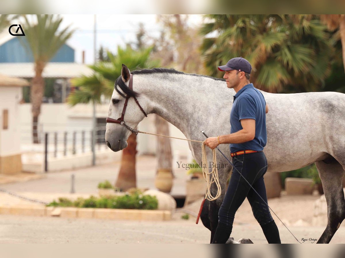 PRE Étalon 6 Ans 165 cm Gris pommelé in Puerto Lumbreras