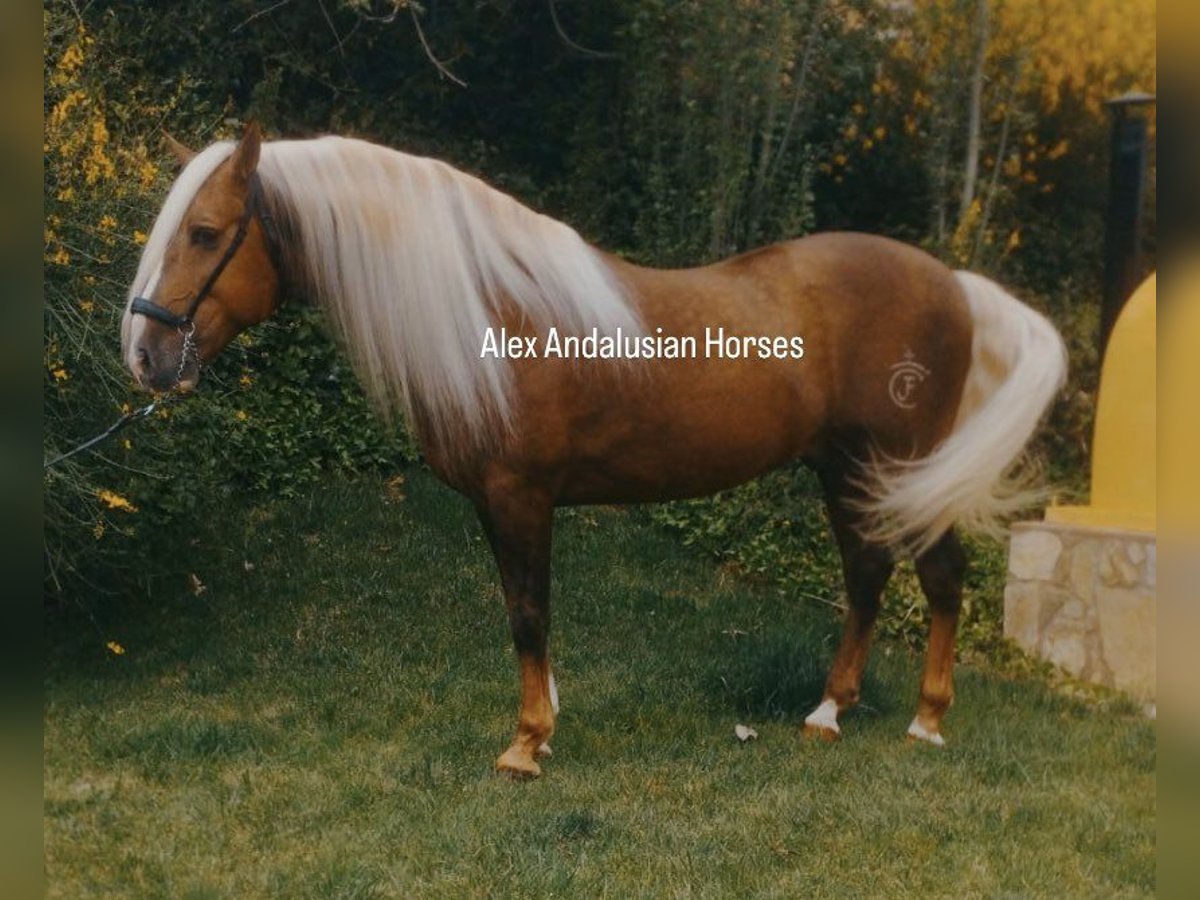 PRE Croisé Étalon 6 Ans 165 cm Palomino in Sevilla