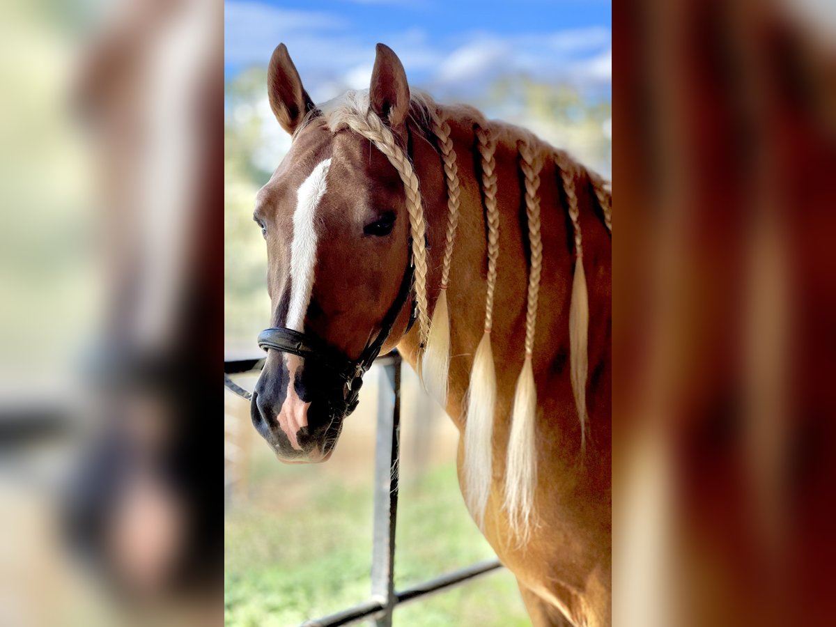 PRE Étalon 6 Ans 165 cm Palomino in Malaga