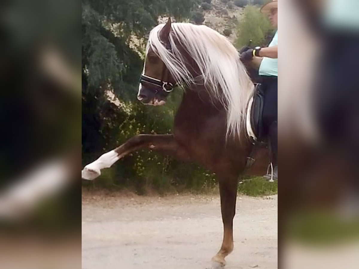 PRE Étalon 6 Ans 165 cm Palomino in Jaen