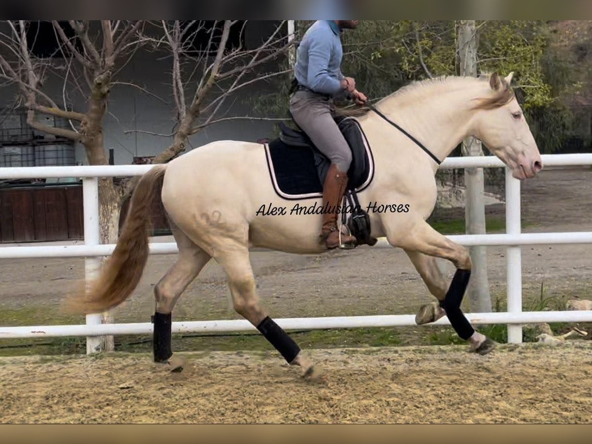 PRE Croisé Étalon 6 Ans 165 cm Perlino in Sevilla