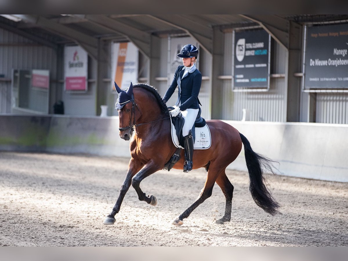 PRE Croisé Étalon 6 Ans 167 cm Bai brun in Vinkeveen