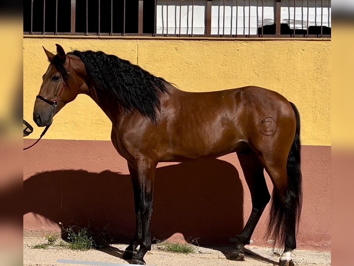 PRE Croisé Étalon 6 Ans 167 cm Bai in Martfeld