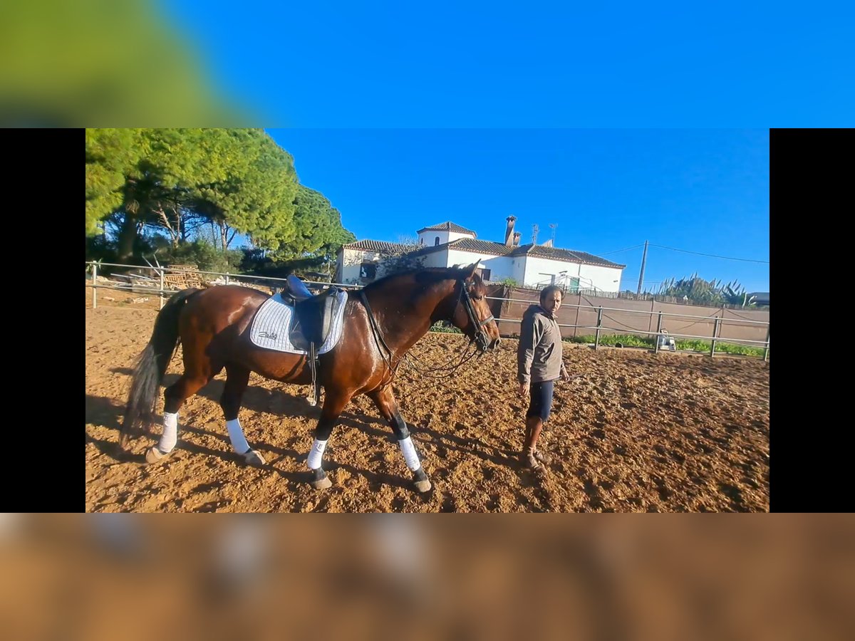 PRE Croisé Étalon 6 Ans 167 cm Bai in Conil De La Frontera