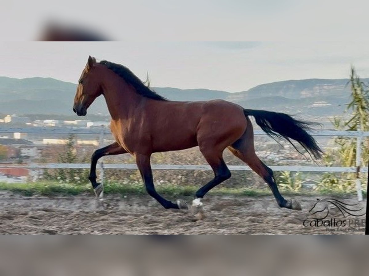 PRE Étalon 6 Ans 168 cm Bai in Barcelona