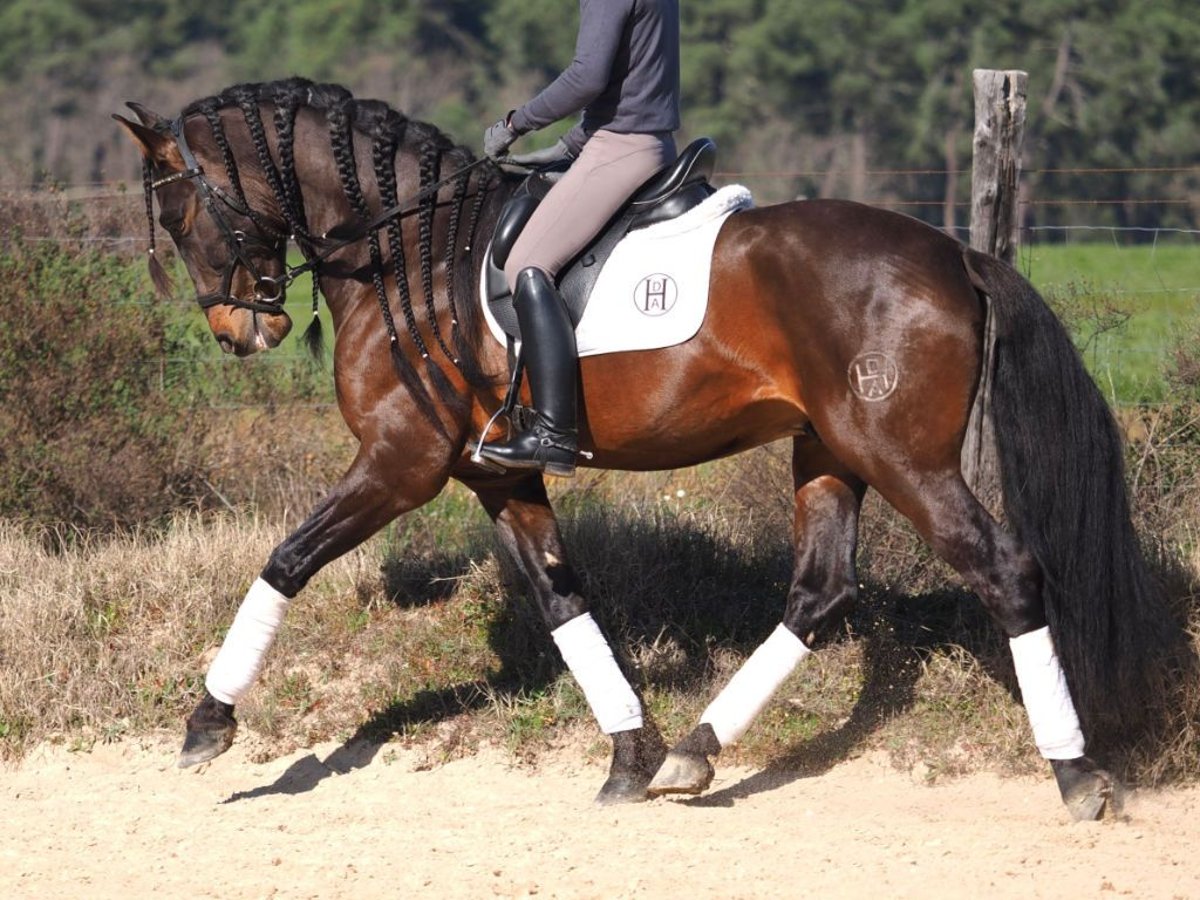 PRE Croisé Étalon 6 Ans 168 cm Bai in Navas Del Madro&#xF1;o