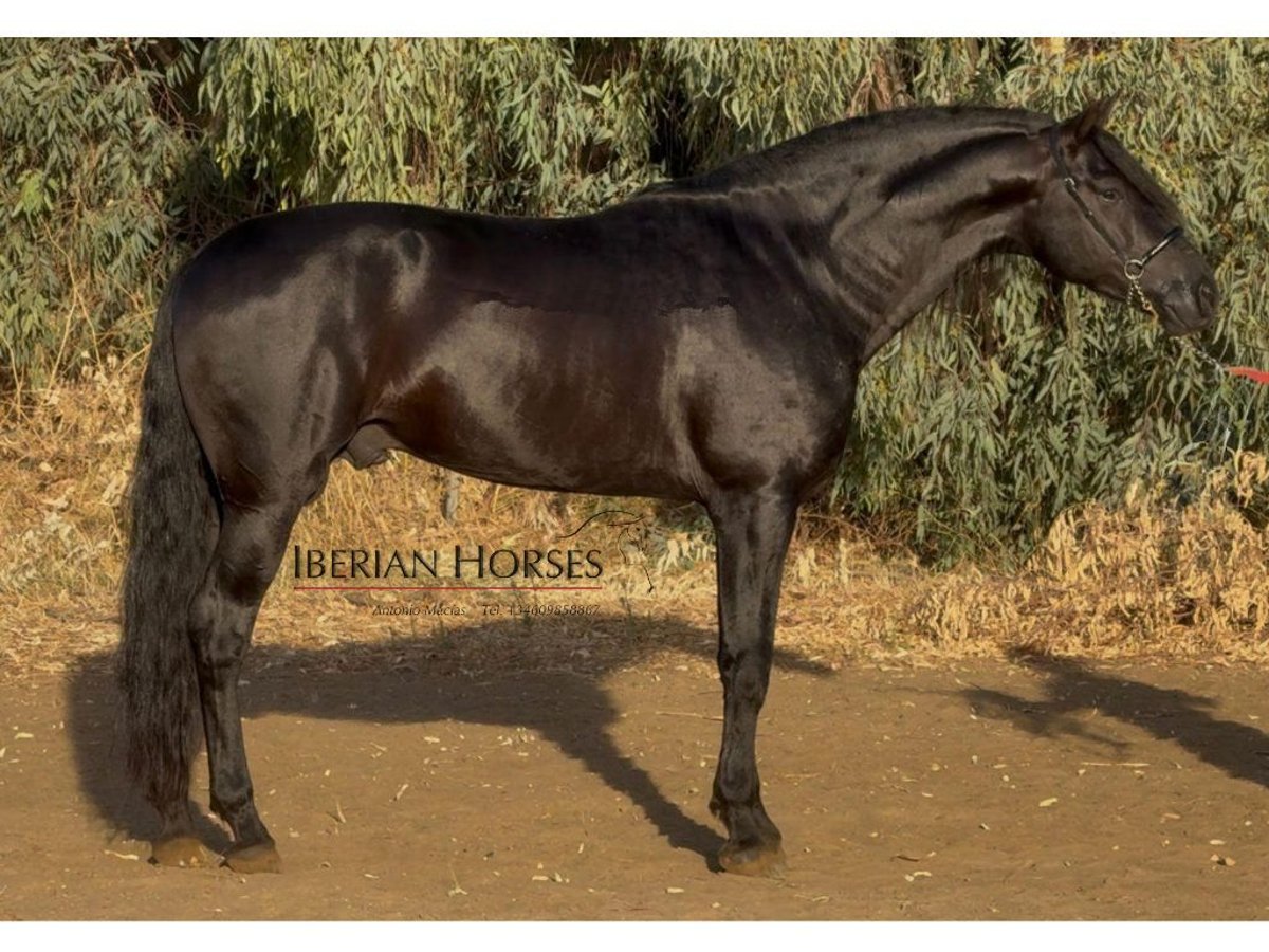 PRE Croisé Étalon 6 Ans 173 cm Noir in Navas Del Madroño PRE Croisé Étalon 6 Ans 173 cm Noir in Navas Del Madroño