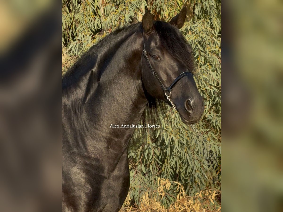 PRE Croisé Étalon 6 Ans 174 cm Noir in Sevilla PRE Croisé Étalon 6 Ans 174 cm Noir in Sevilla