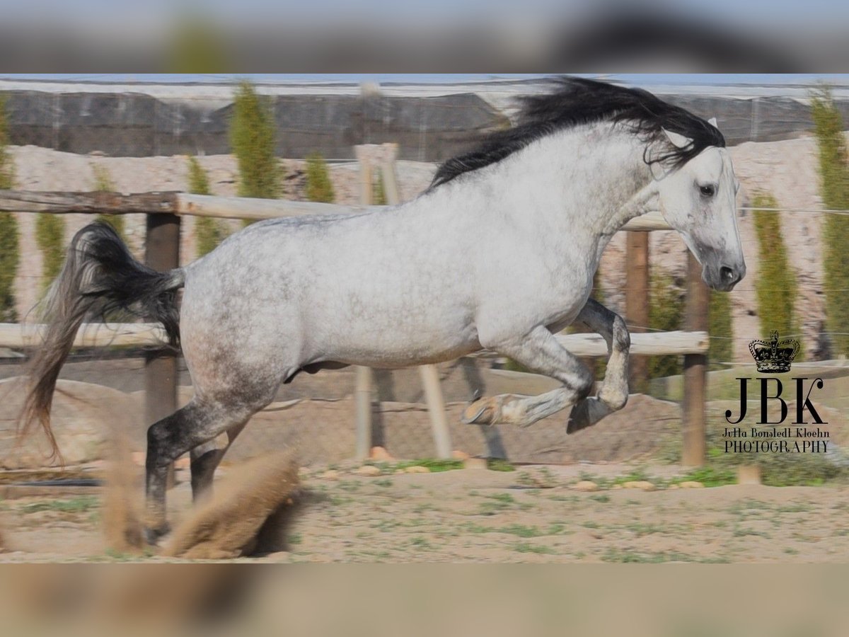 PRE Croisé Étalon 7 Ans 158 cm Gris in Tabernas Almeria