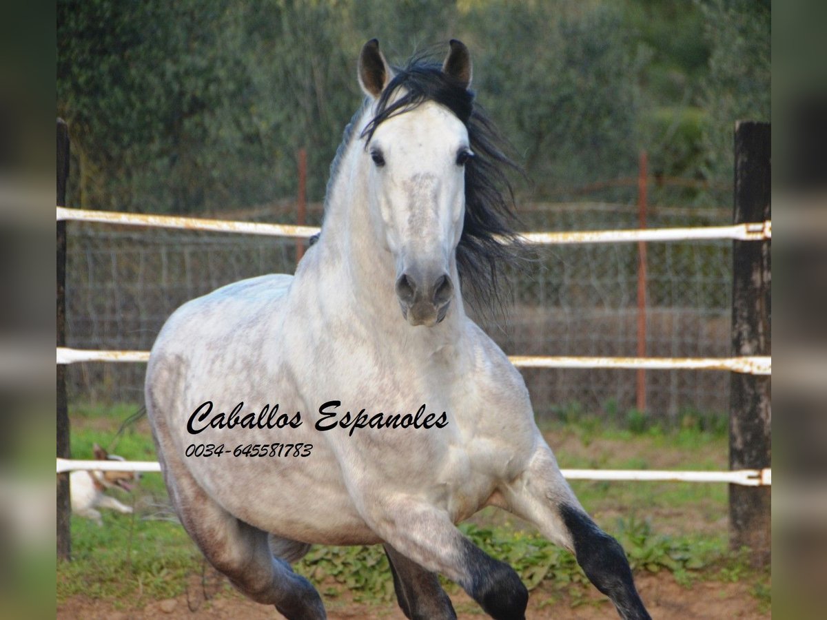 PRE Étalon 7 Ans 158 cm Gris in Vejer de la Frontera