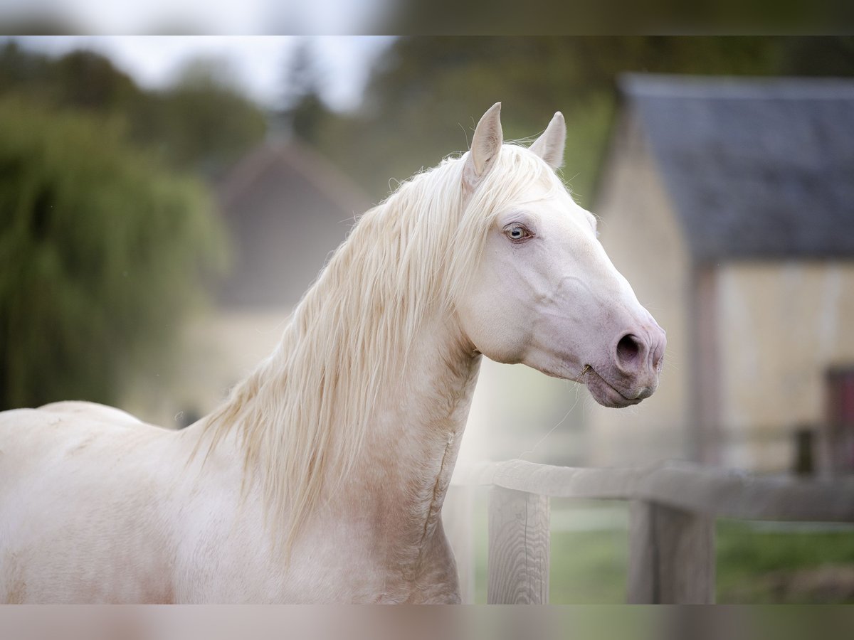 PRE Étalon 7 Ans 160 cm Cremello in Courtomer