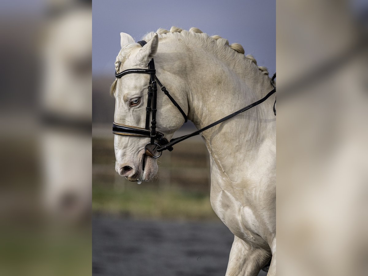 PRE Étalon 7 Ans 160 cm Cremello in Courtomer