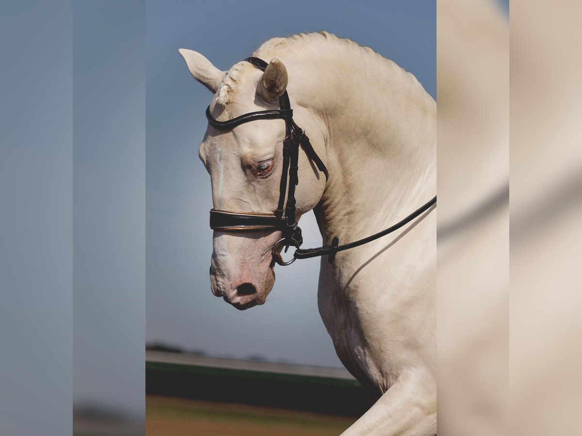 PRE Étalon 7 Ans 160 cm Cremello in Rouilly