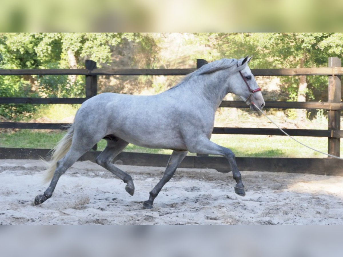 PRE Croisé Étalon 7 Ans 162 cm Gris in NAVAS DEL MADRONO