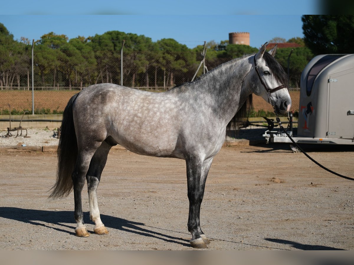 PRE Étalon 7 Ans 162 cm Gris pommelé in Hamburg