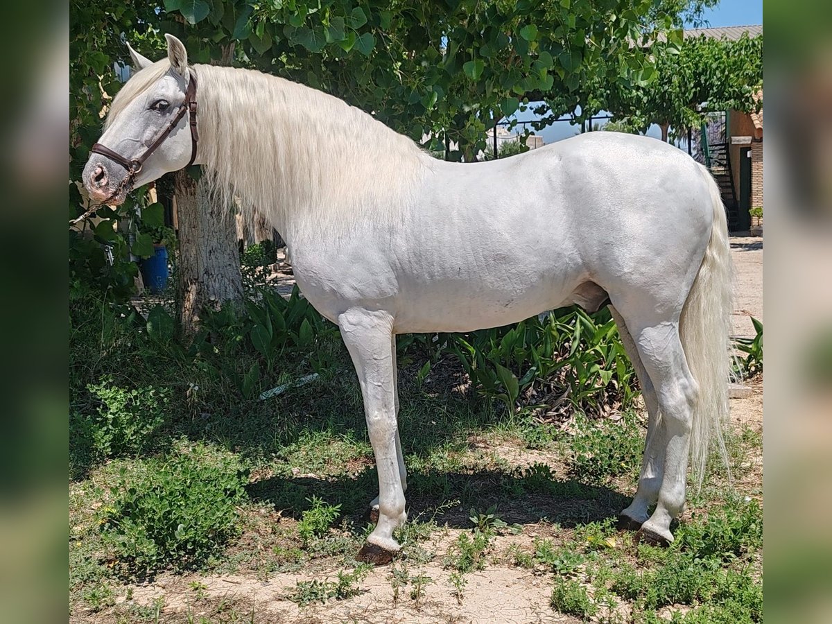 PRE Croisé Étalon 7 Ans 162 cm Gris pommelé in Valencia