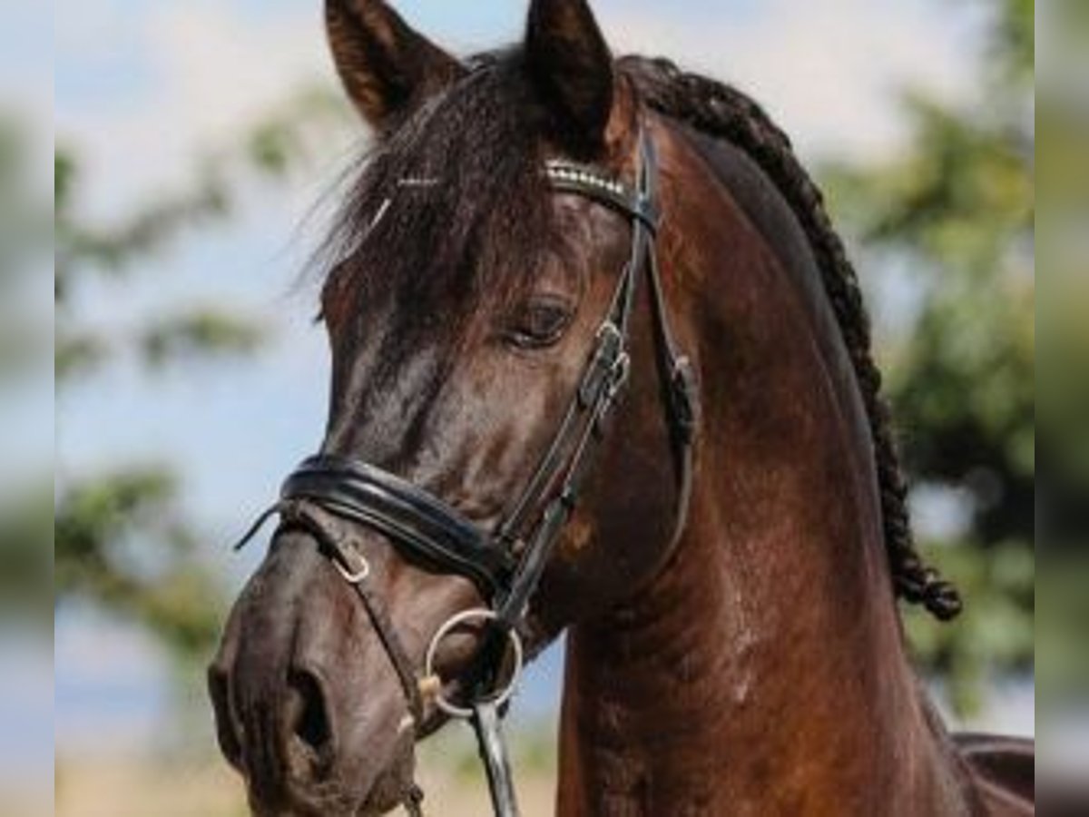 PRE Croisé Étalon 7 Ans 163 cm Bai cerise in MADRID