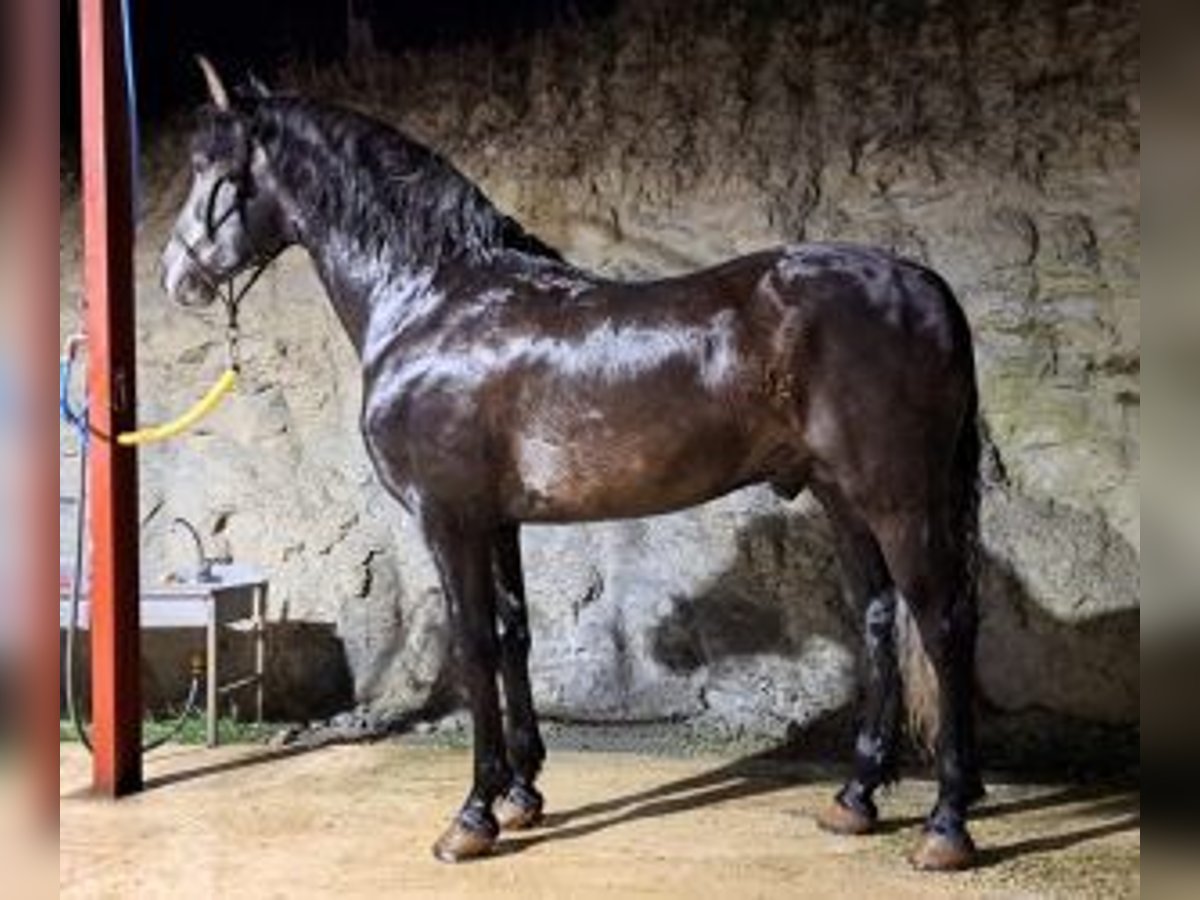 PRE Croisé Étalon 7 Ans 163 cm Gris in Gijon