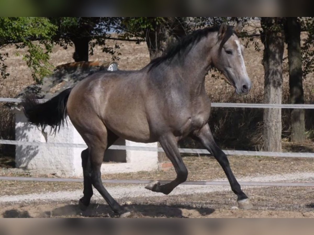 PRE Croisé Étalon 7 Ans 163 cm Gris in Madrid