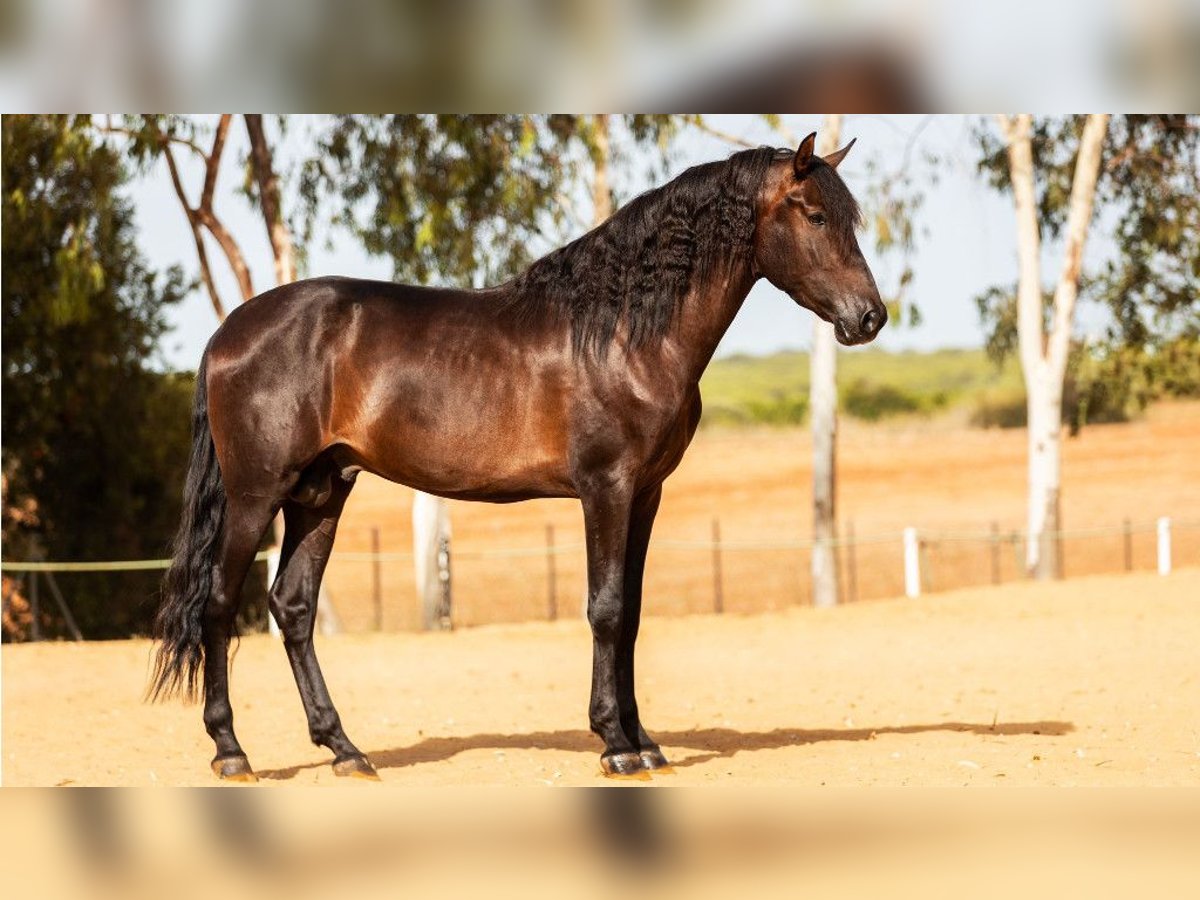 PRE Croisé Étalon 7 Ans 164 cm Bai cerise in NAVAS DEL MADRONO