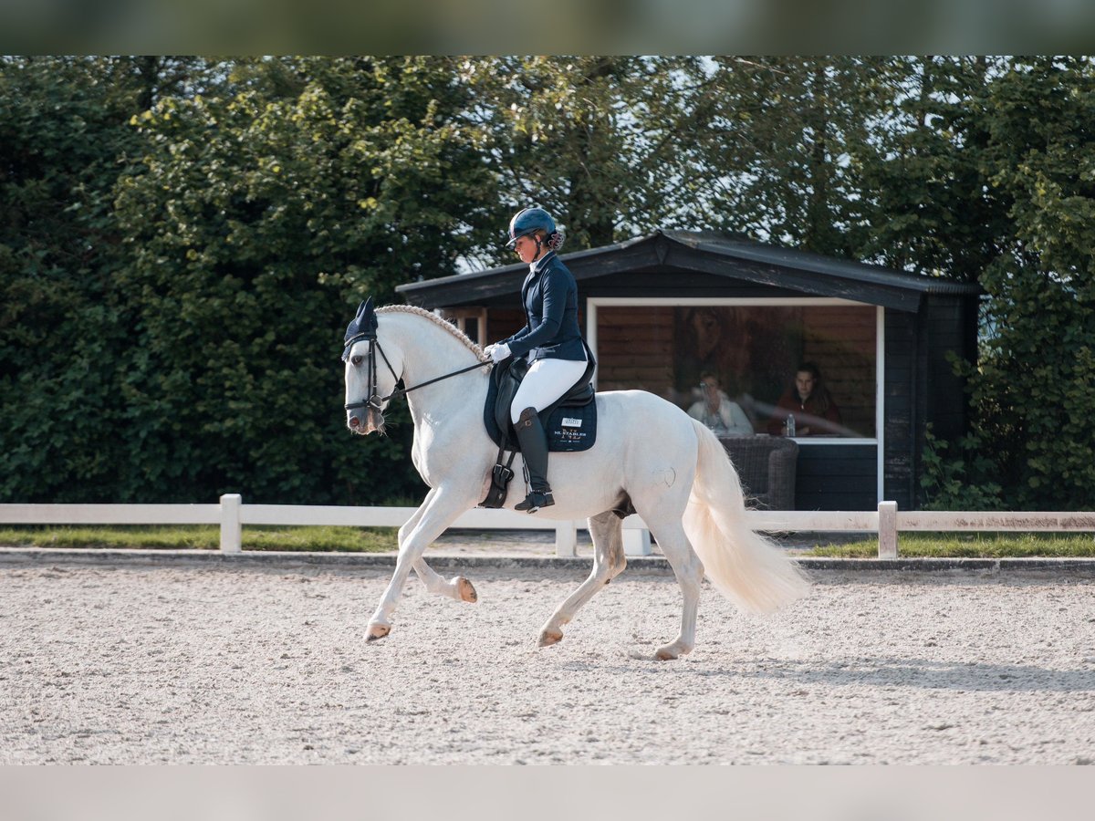 PRE Étalon 7 Ans 164 cm Blanc in Vinkeveen