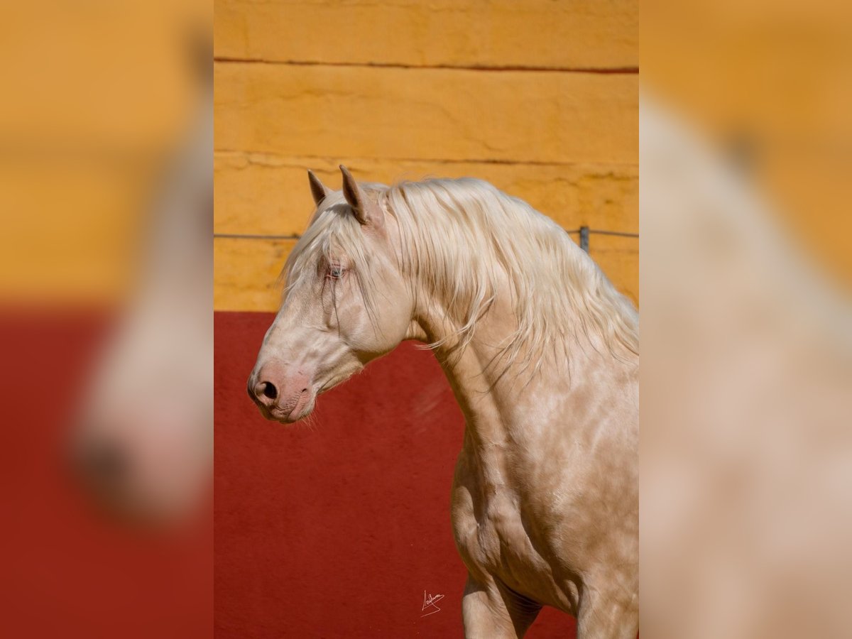 PRE Étalon 7 Ans 164 cm Cremello in Arcos de la Frontera