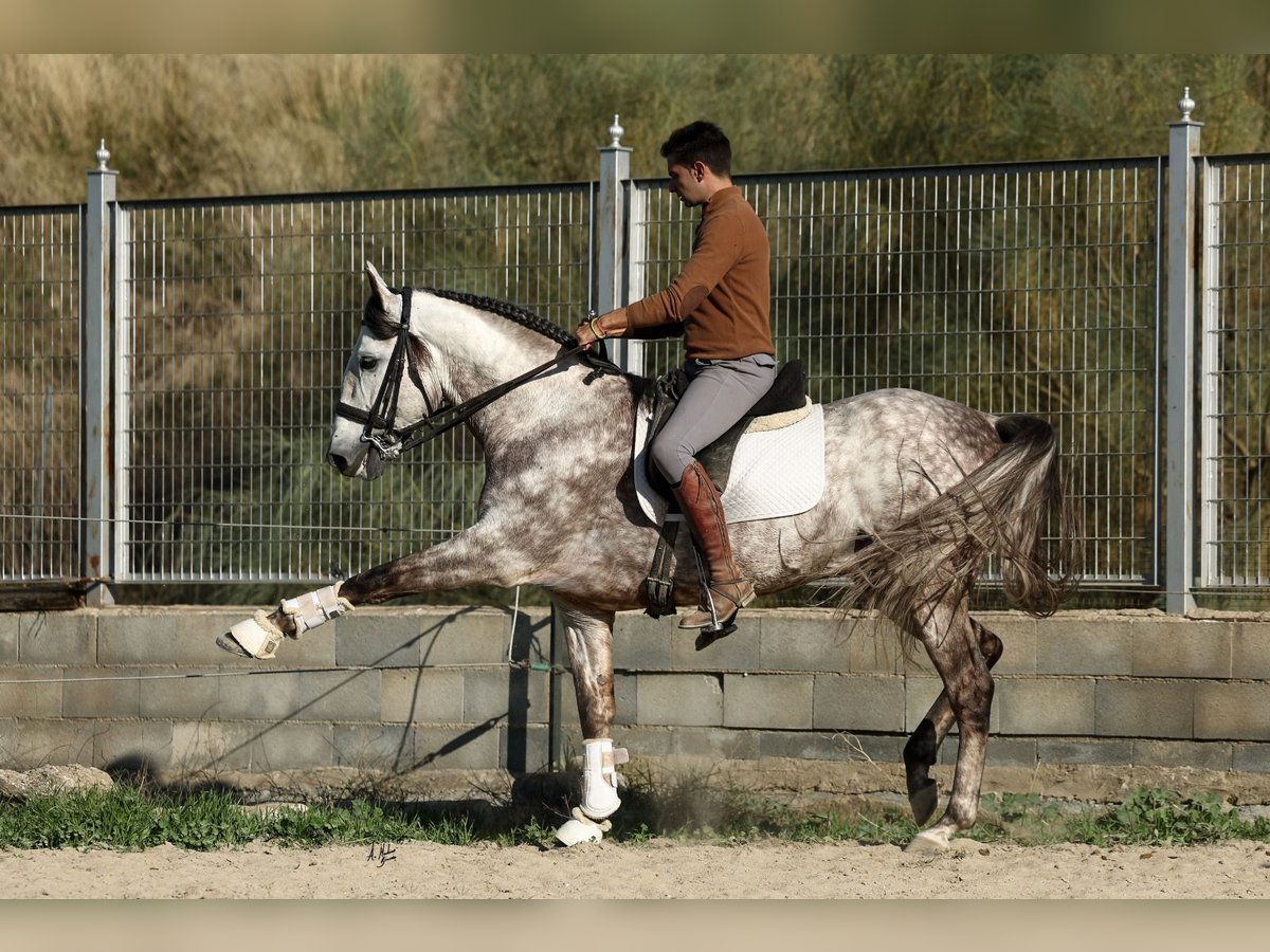 PRE Croisé Étalon 7 Ans 165 cm Gris pommelé in Armilla