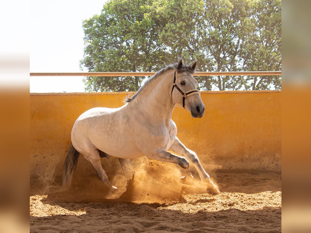 PRE Croisé Étalon 7 Ans 166 cm Gris pommelé in Martfeld