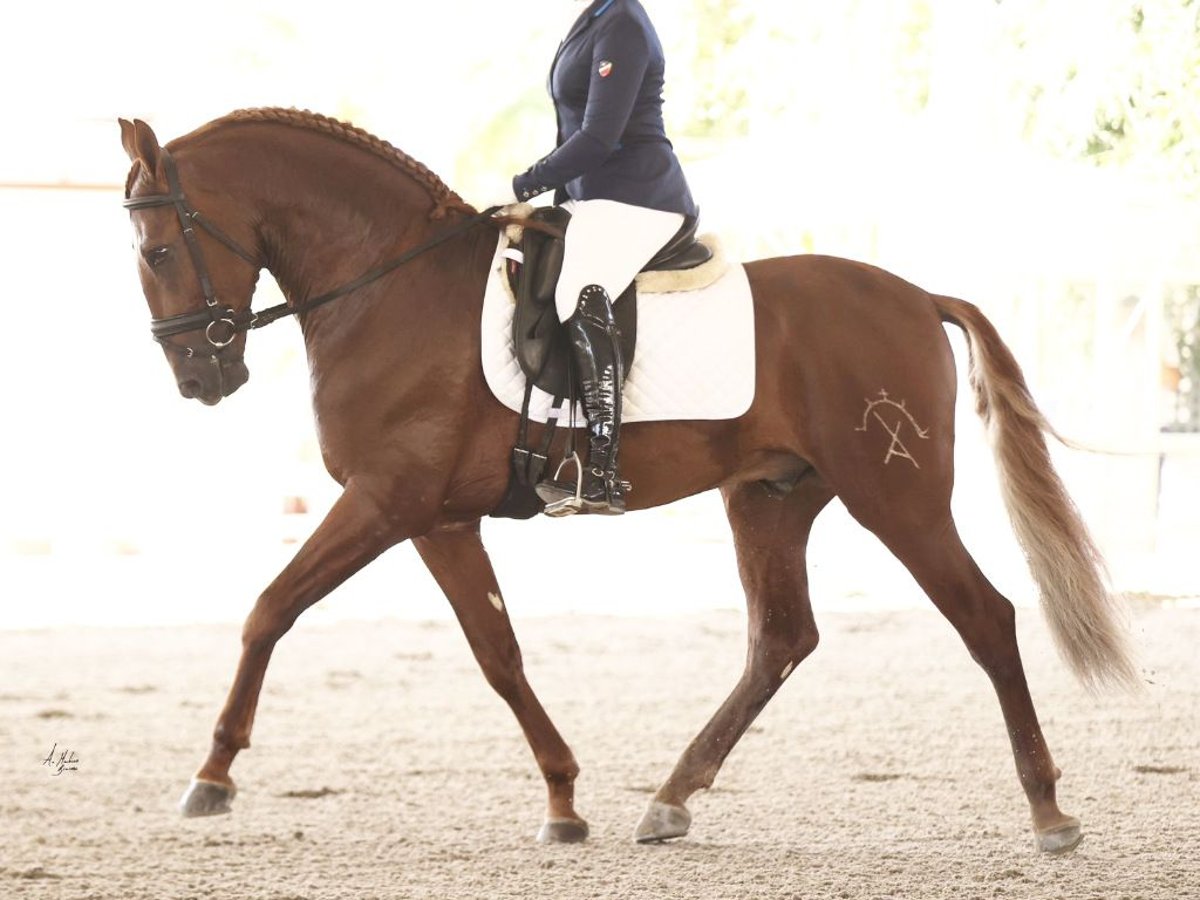 PRE Croisé Étalon 7 Ans 167 cm Alezan brûlé in NAVAS DEL MADRONO