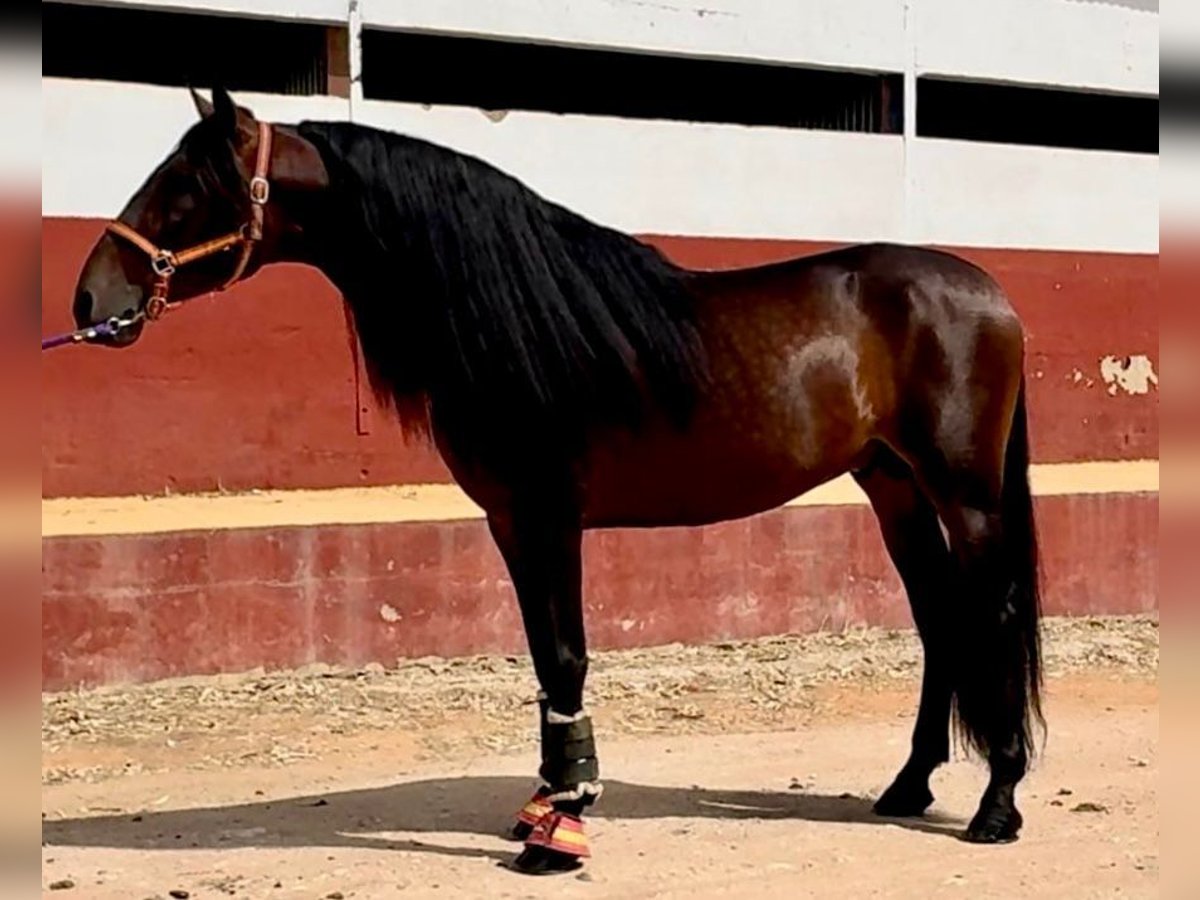 PRE Croisé Étalon 7 Ans 167 cm Bai brun in Martfeld