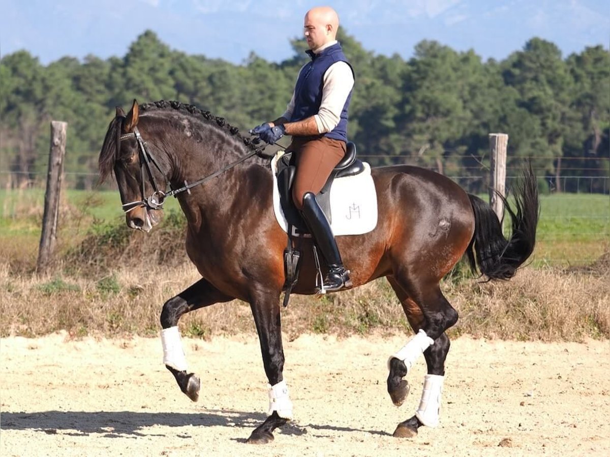 PRE Croisé Étalon 7 Ans 167 cm Bai in Navas Del Madroño