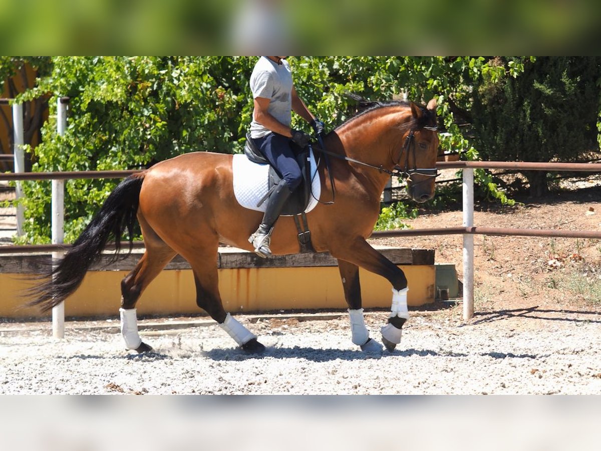 PRE Croisé Étalon 7 Ans 167 cm Bai cerise in NAVAS DEL MADRONO