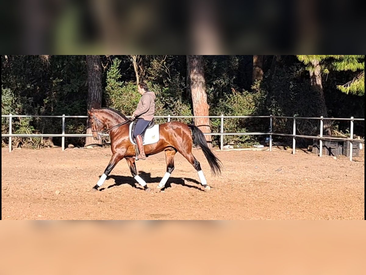 PRE Croisé Étalon 7 Ans 167 cm Bai in Conil De La Frontera