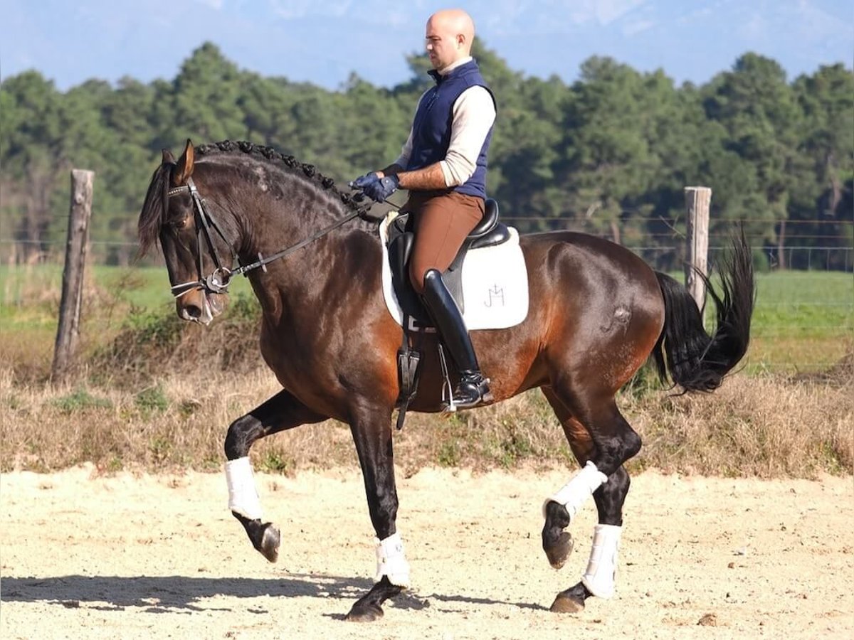 PRE Croisé Étalon 7 Ans 167 cm in Navas Del Madro&#xF1;o