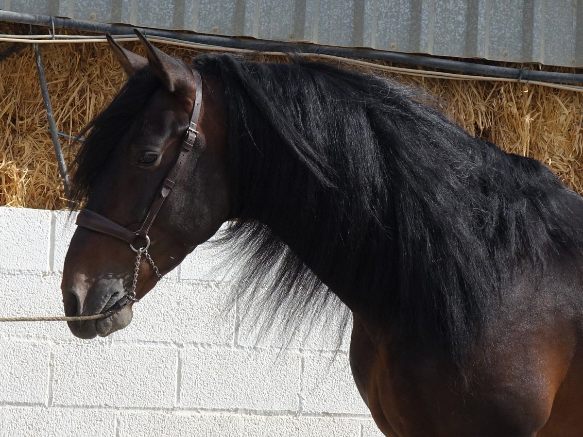 PRE Croisé Étalon 7 Ans 168 cm Bai brun in Coín, Malaga