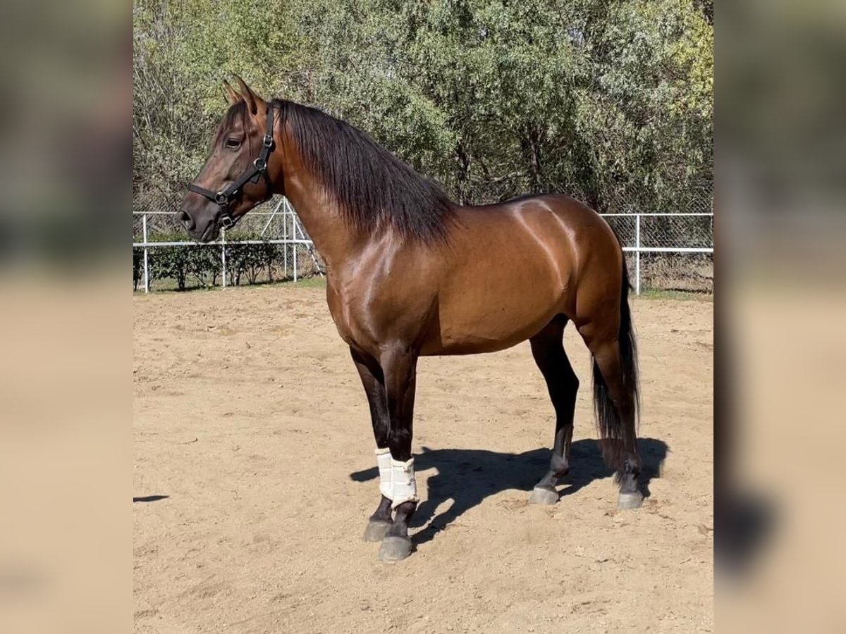 PRE Croisé Étalon 7 Ans 168 cm Bai cerise in Madrid