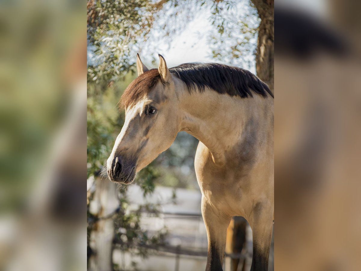 PRE Croisé Étalon 7 Ans 168 cm Buckskin in Malaga