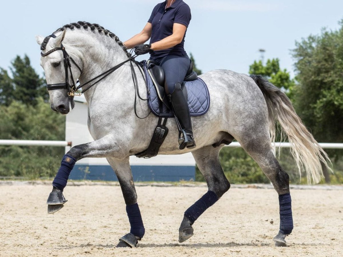 PRE Croisé Étalon 7 Ans 168 cm Gris in Navas Del Madroño