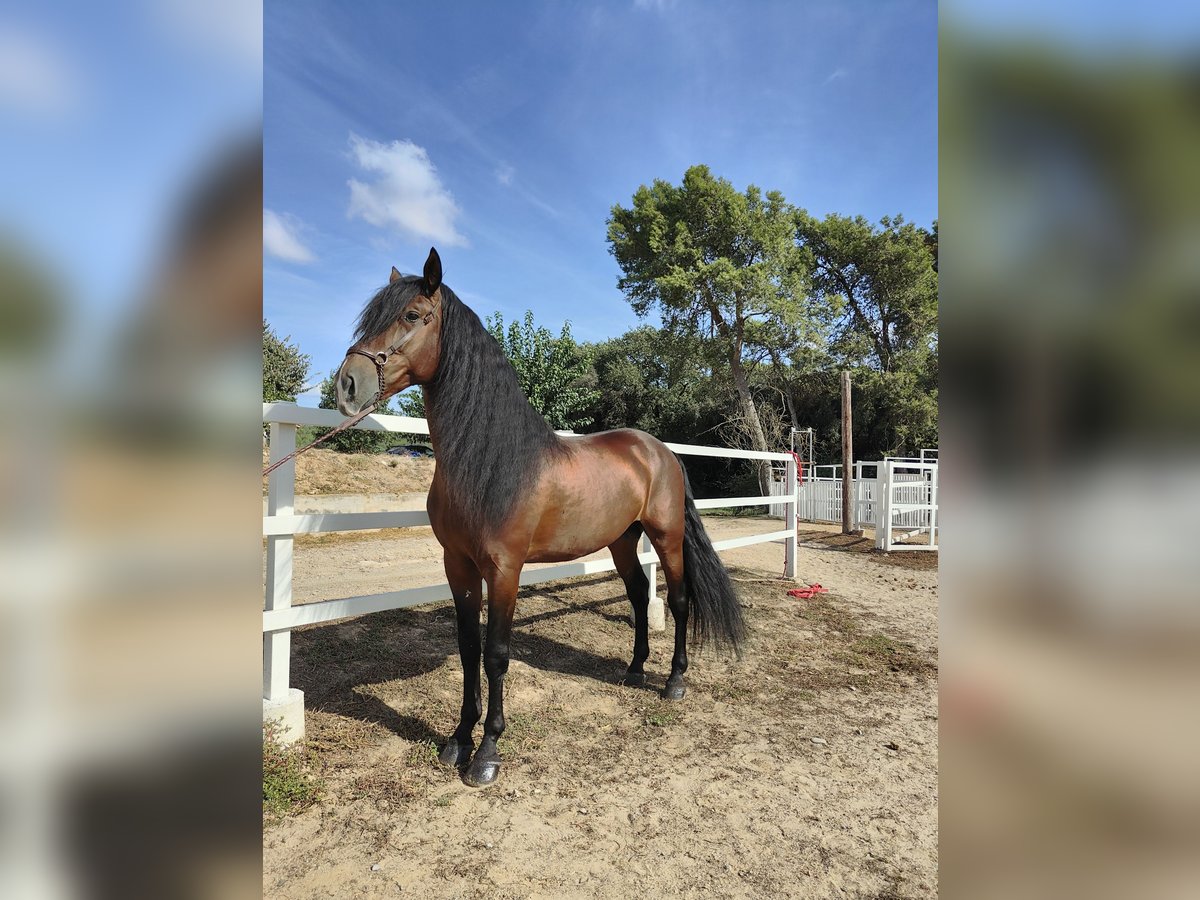 PRE Croisé Étalon 7 Ans 169 cm Bai cerise in Hamburg