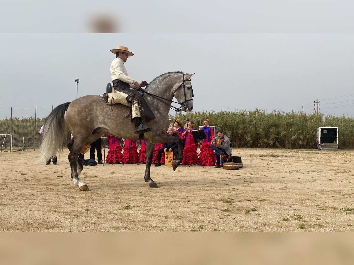 PRE Croisé Étalon 7 Ans 169 cm Gris in Sant Fost de Campsentelles