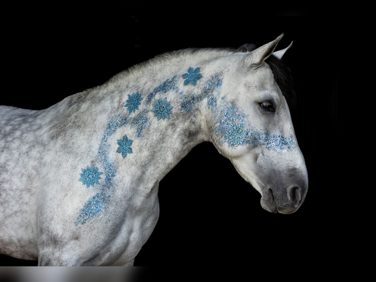 PRE Croisé Étalon 7 Ans 170 cm Gris pommelé in Geilenkirchen